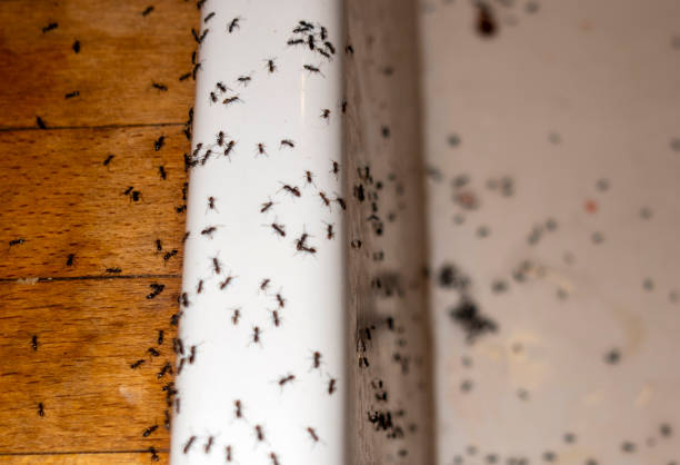 Best Commercial Pest Control Services  in Holyoke, MA