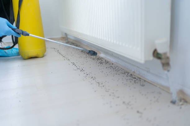 Best Flea Control Services  in Holyoke, MA