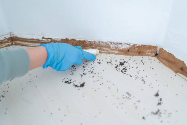 Best Residential Pest Control  in Holyoke, MA